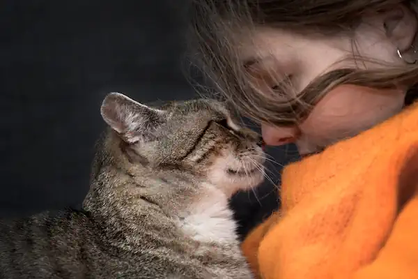 Katze gibt Katzenhalterin einen Nasenstuber.