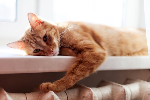 Einzelhaltung: Traurige Katze liegt auf dem Fensterbrett.