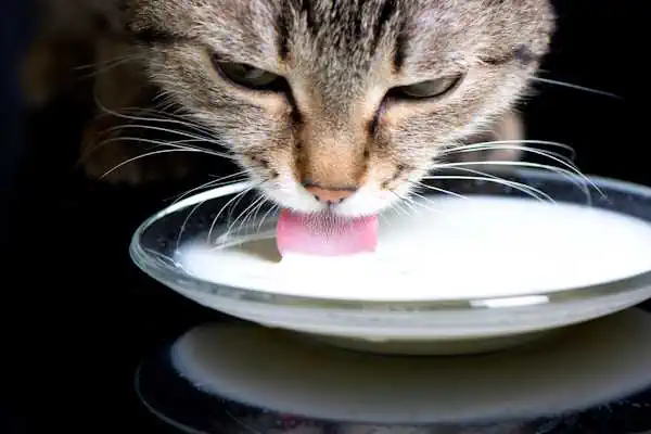 Katze trinkt Milch im Napf