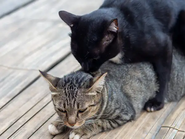 Nackenbiss: Katze fixiert einen Artgenossen mit den Zähnen.