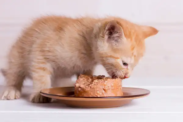 Katzenjunges frisst Nassfutter aus dem Napf.