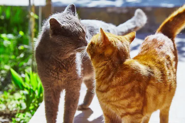 Zwie Katzen begrüßen sich auf Katzenaet