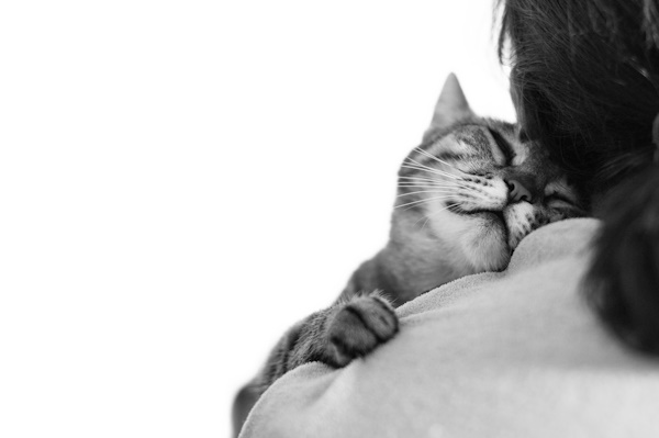 Katze kuschelt sich an die Schulter ihres Lieblingsmenschen.