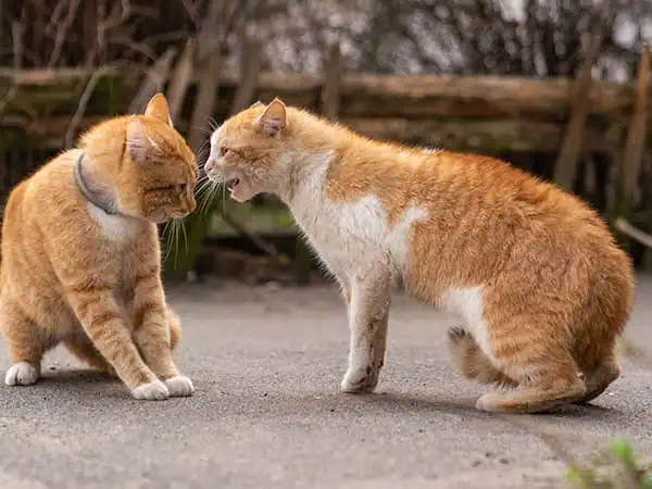 Zwei Katzen im Streit.